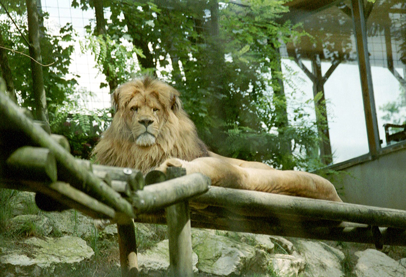 Metro Goldwin Mayer, boulot, Dodo
