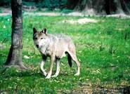 Wolfen
