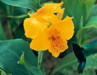 the colibri !